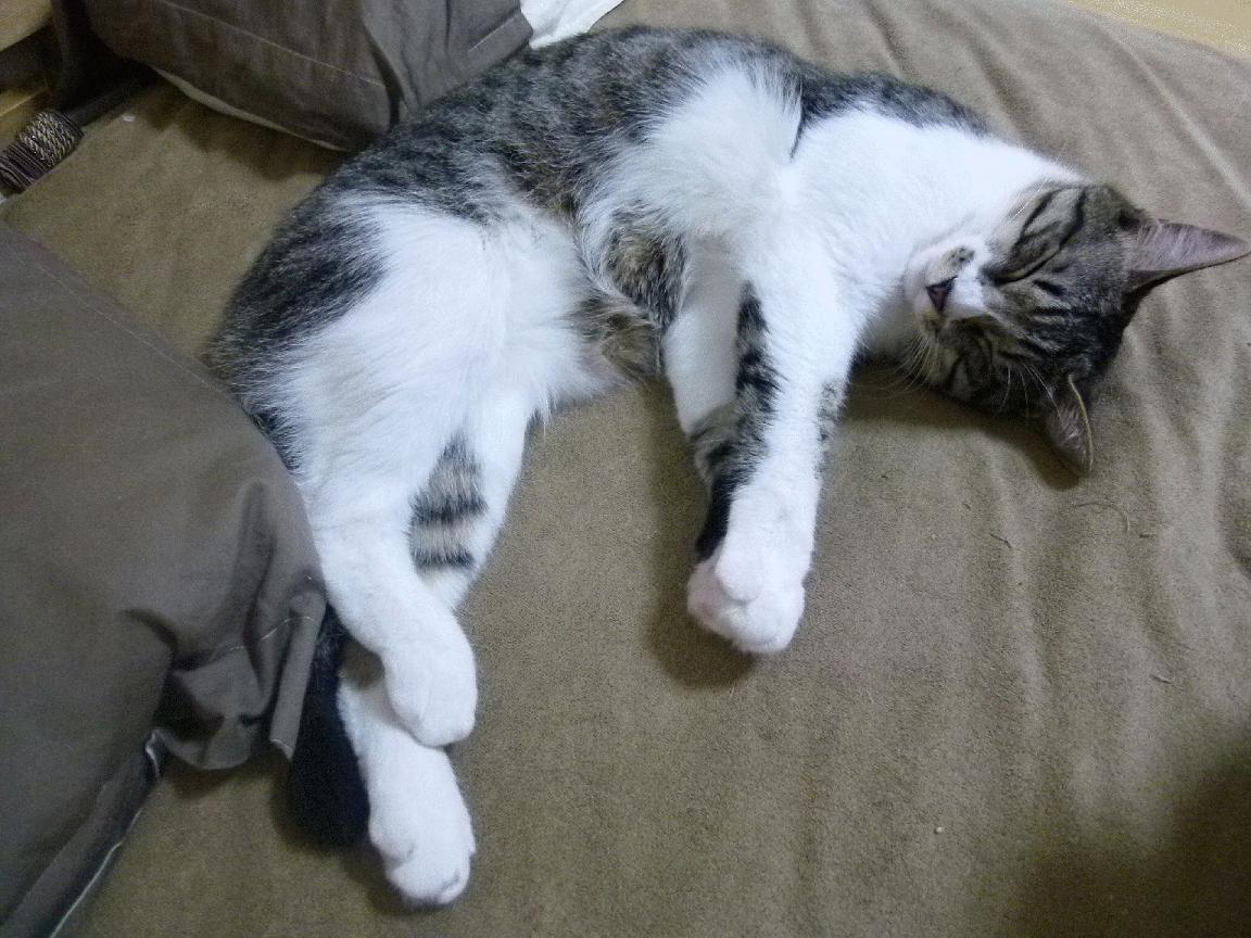 广厦巅峰对决抢七胜出，公牛精神照亮季后赛焦点战